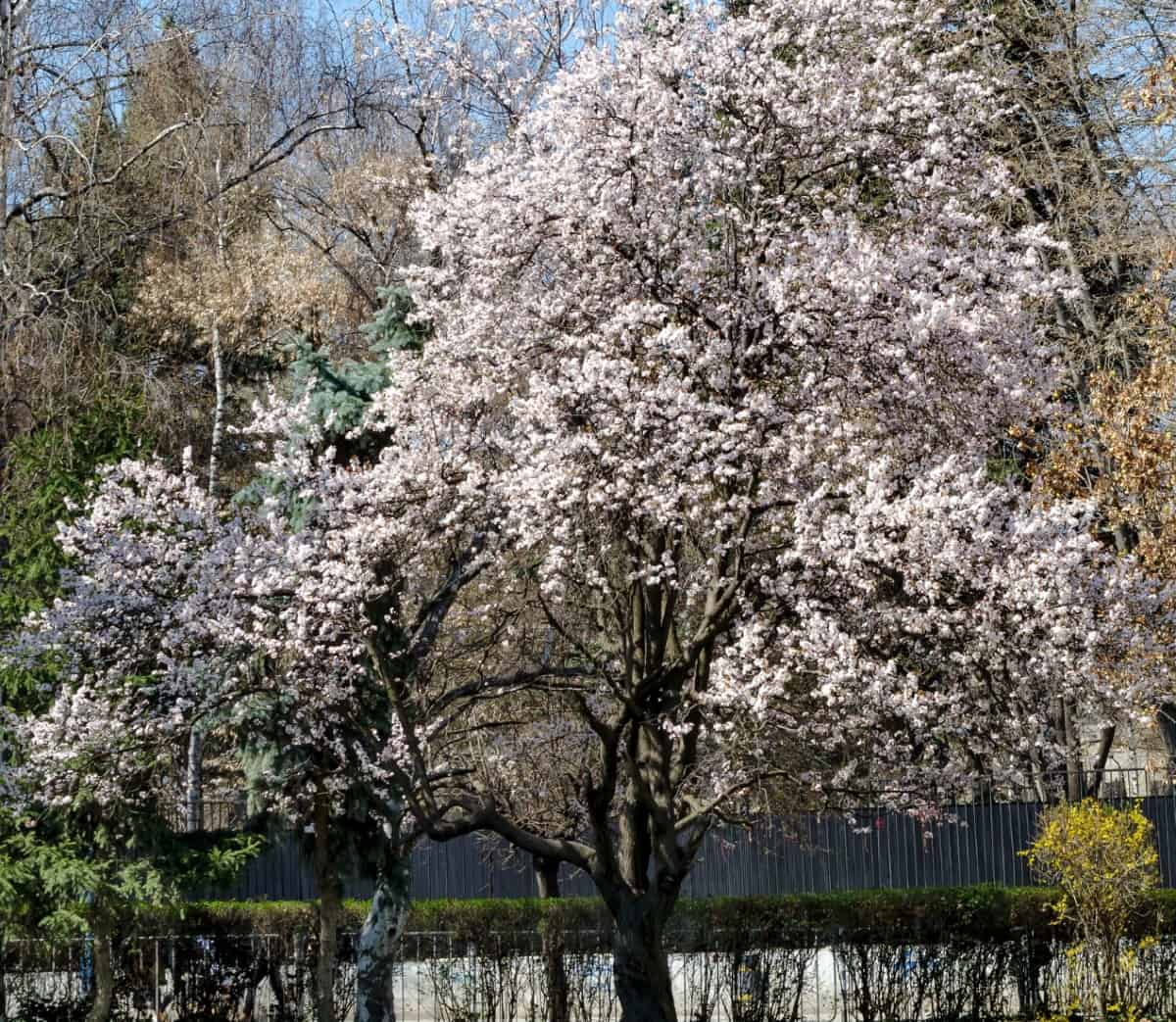 European plum trees provide delicious fruit.