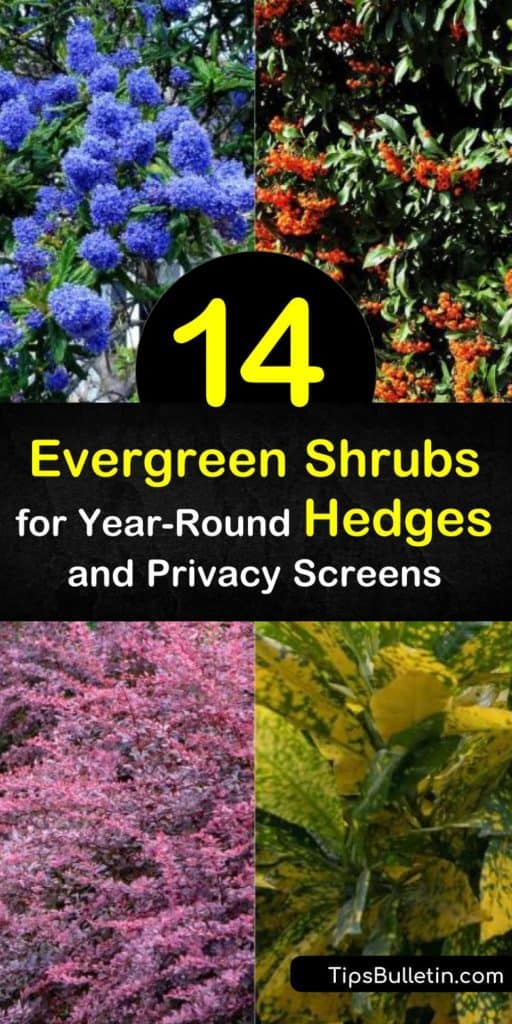 Learn how to create a privacy screen with evergreen shrubs. Plant rows of yew, California lilac, thuja plicata, viburnum, boxwood, privet, and other fast-growing shrubs and evergreen bushes and enjoy beauty and privacy all year round. #evergreen #hedges #shrubs