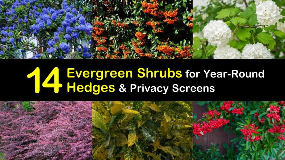 25 Green Privet Plants 2-3ft,Evergreen Hedging 60-90cm,Grow a Quick,Dense Hedge 