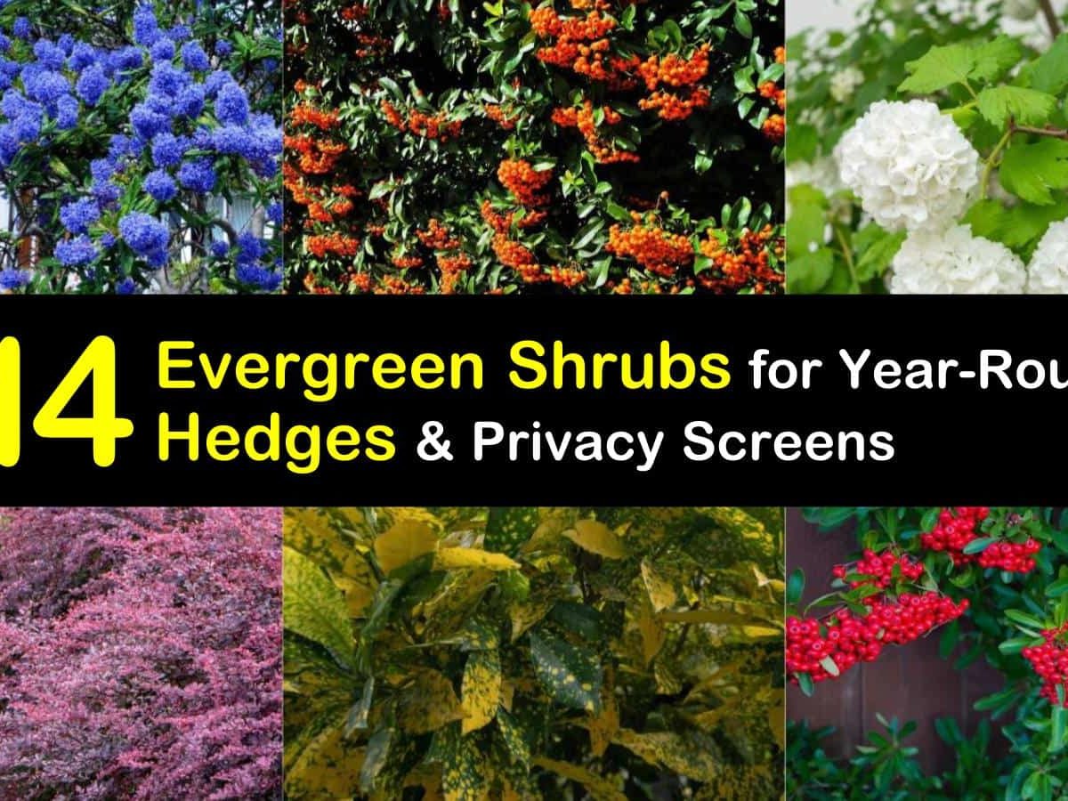 Deer Resistant Evergreen Shrubs Zone 7