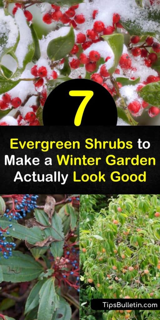 Discover evergreen shrubs that charm in the winter. The David viburnum offers year-round pleasure with white flowers in the spring, then blue berries into the winter. Like Japanese boxwood, its green foliage changes color in the winter, while ilex bears red berries. #shrubs #evergreen #winterfoliage