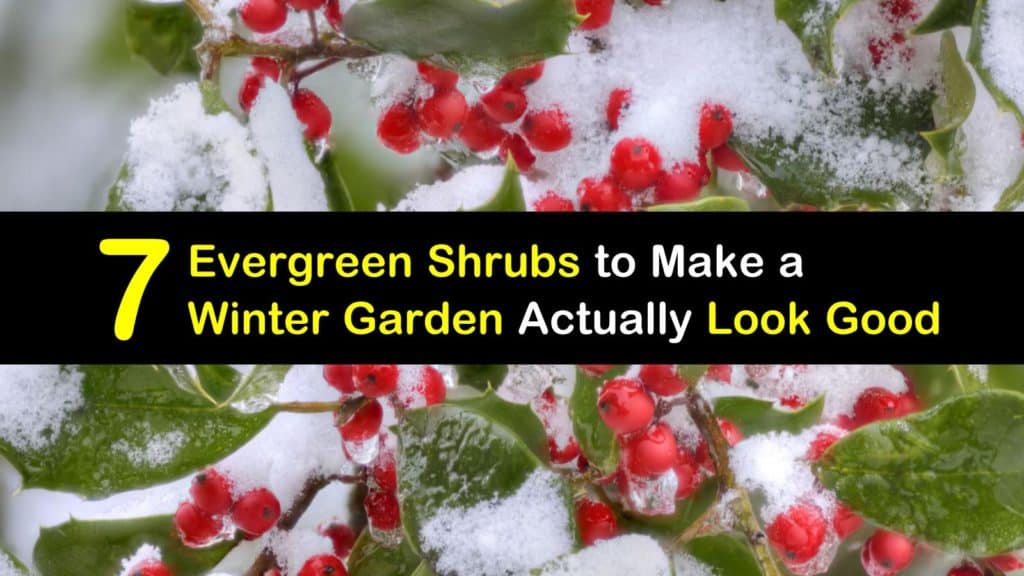 Evergreen Shrubs with Winter Foliage titleimg1