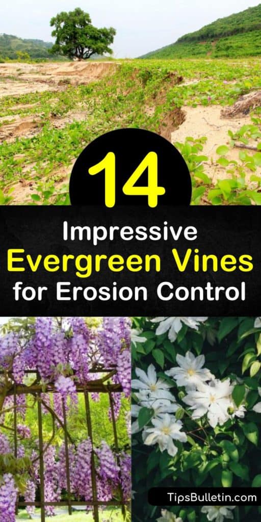 Use vines for ground cover to aid in erosion control. The white flowers of Lonicera attract hummingbirds, the spreading nature of Carolina Jessamine works on steep hillsides, and the twining ability of Evergreen Clematis is perfect for a trellis. #evergreen #vines #erosion
