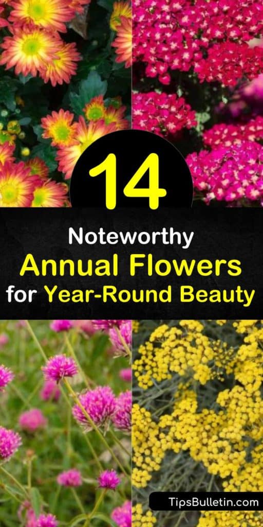 Discover how to enjoy flowers in the garden and in the home by planting everlasting annuals. Grow zinnia, globe amaranth, pansy, cockscomb, statice, helichrysum, and other annual plants and create dry flower bouquets. #everlasting #annuals #flowers