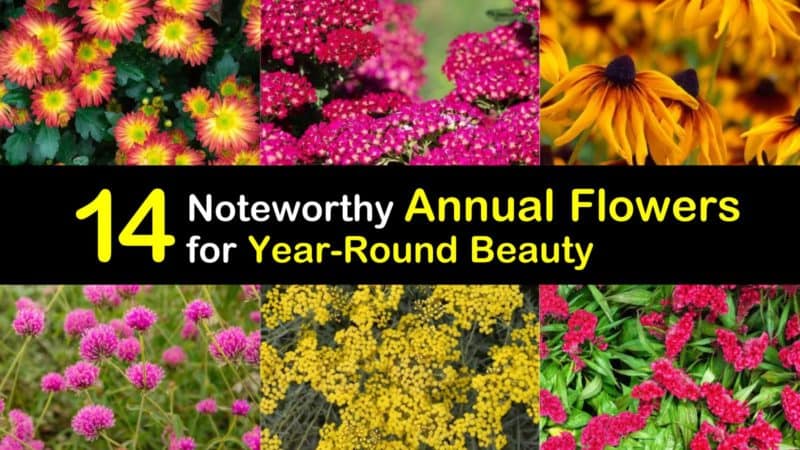 14 Noteworthy Annual Flowers for Year-Round Beauty