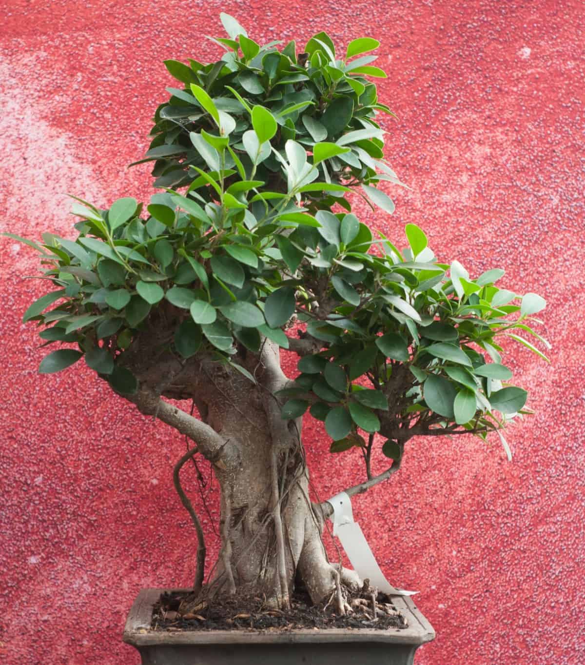 The ficus is the best bonsai for beginners.