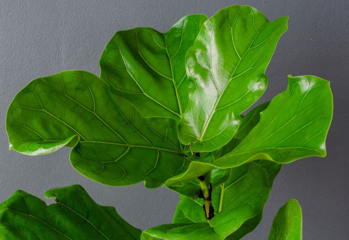 The fiddle leaf fig tree is easy to grow inside.