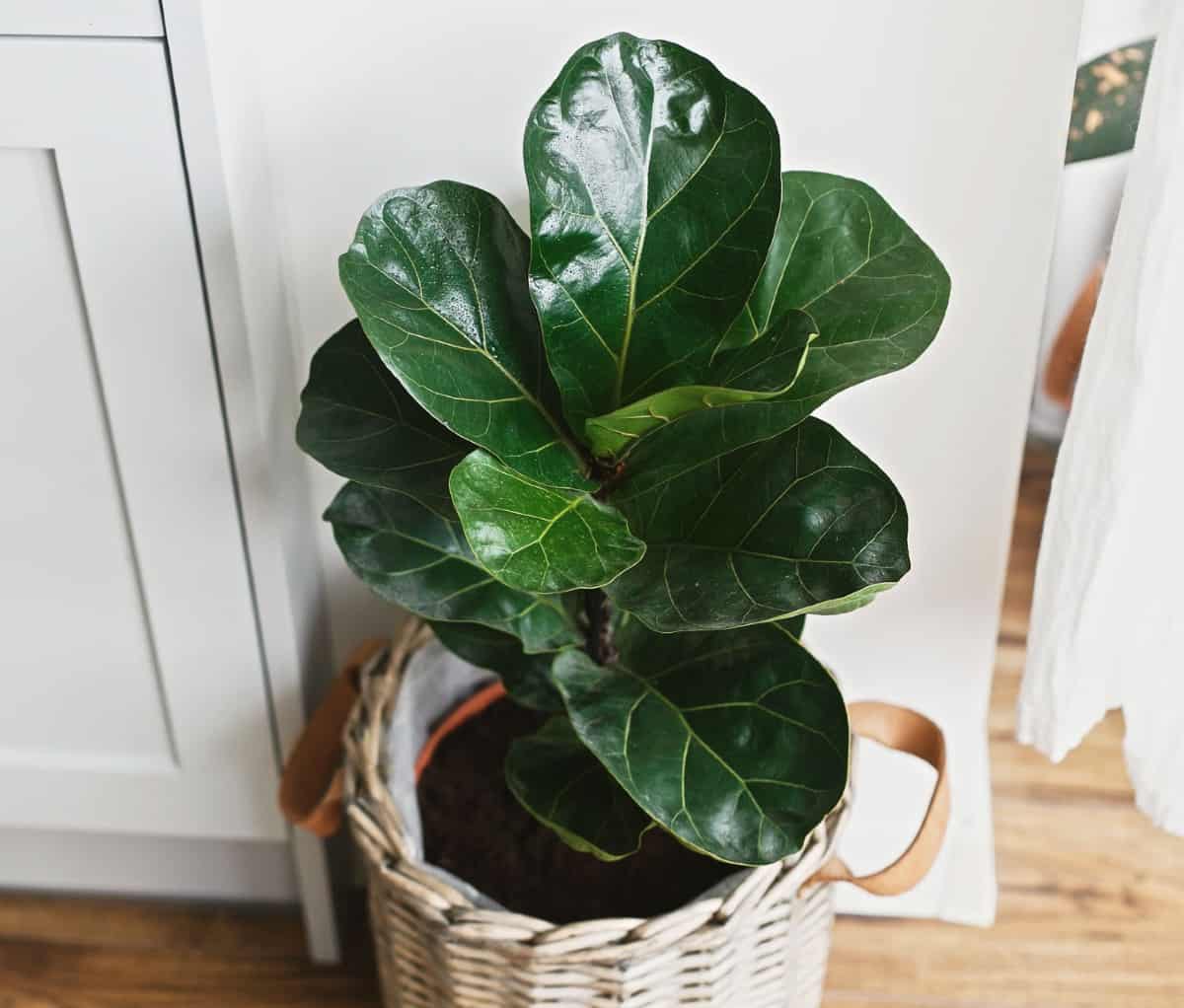 Fiddle leaf fig plants are ideal for apartment living.