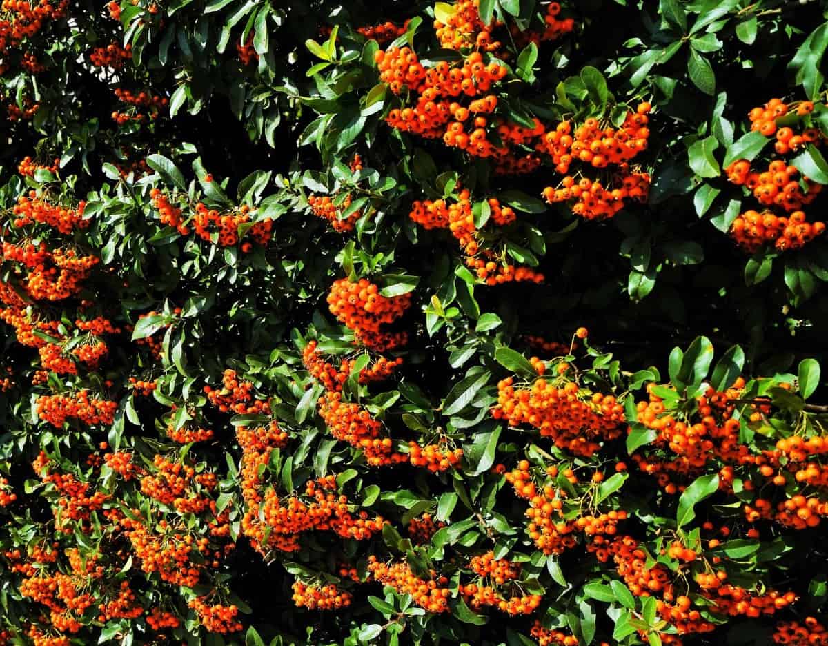 Firethorn is best known for its brightly-colored fruit and its thorns.