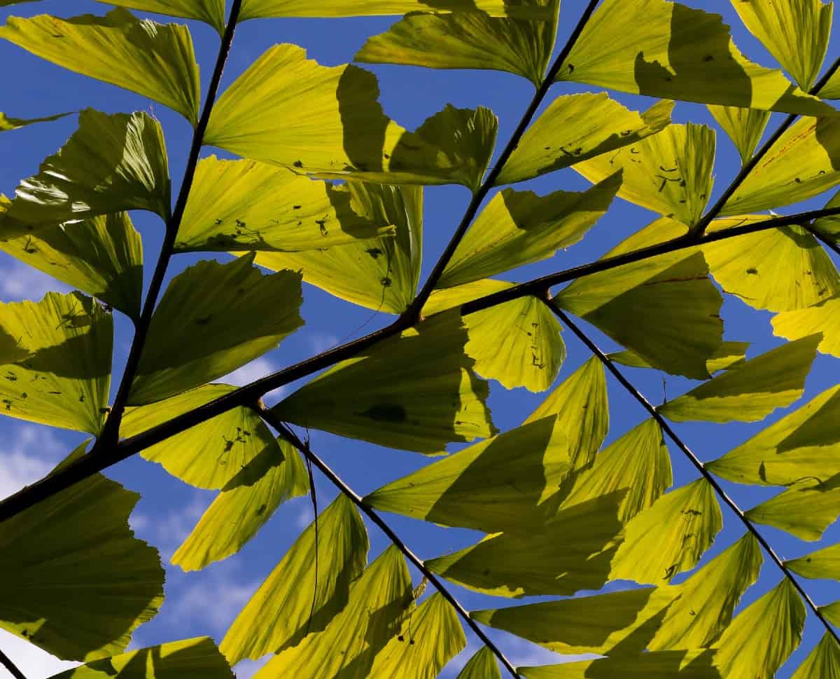 The fishtail palm tree has unusually-shaped leaves.