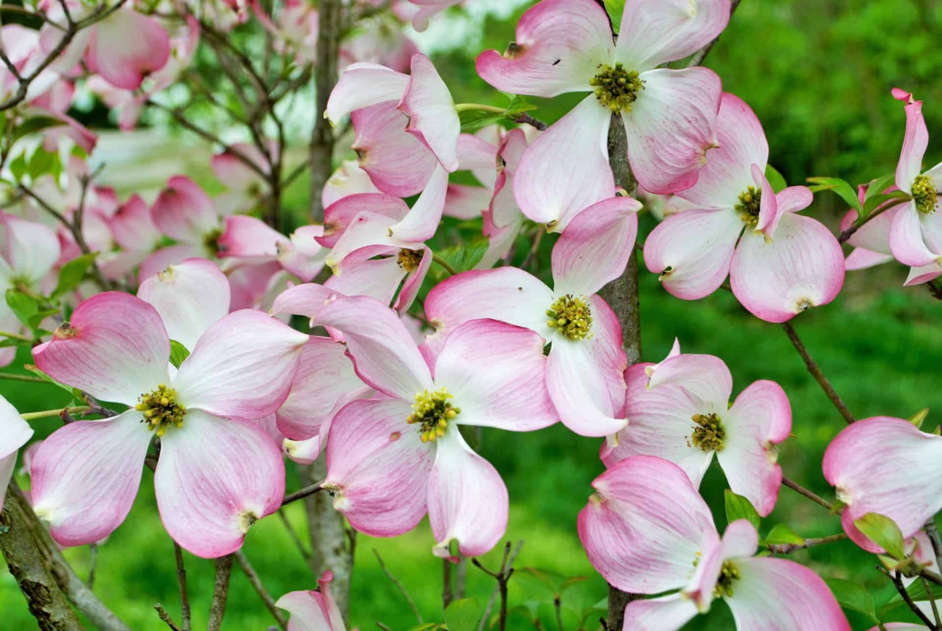 The flowering dogwood is beautiful in all seasons.