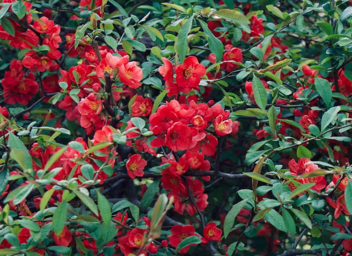 Flowering quince has pretty flowers and edible fruit.