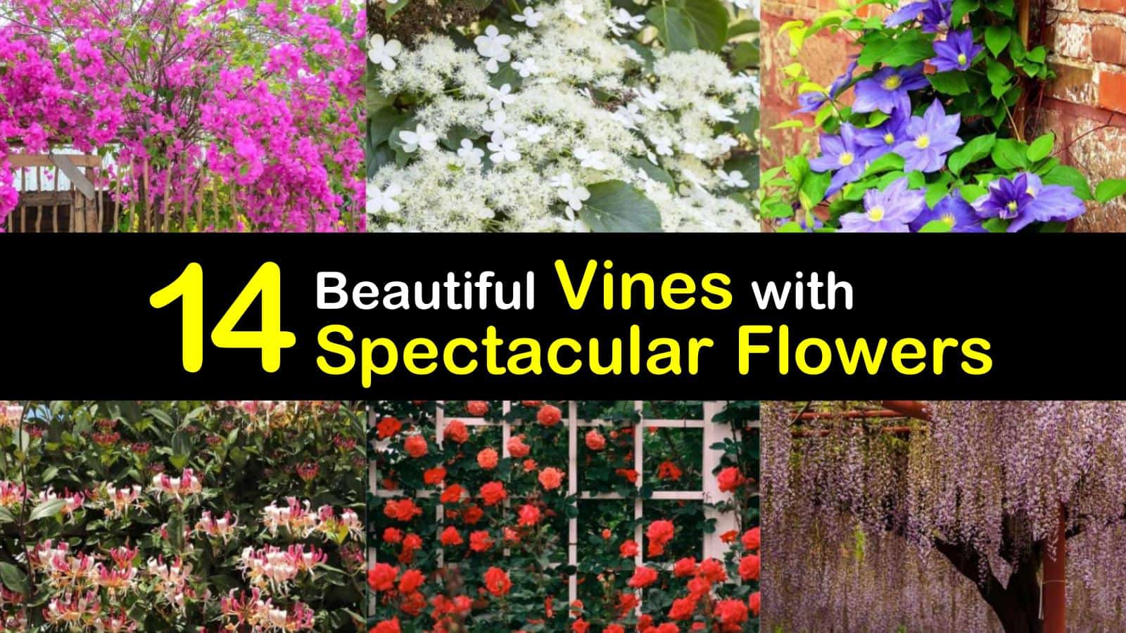 14 Beautiful Vines with Spectacular Flowers
