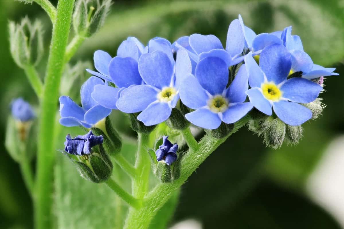 Forget-Me-Nots don't mind cool or cold weather.