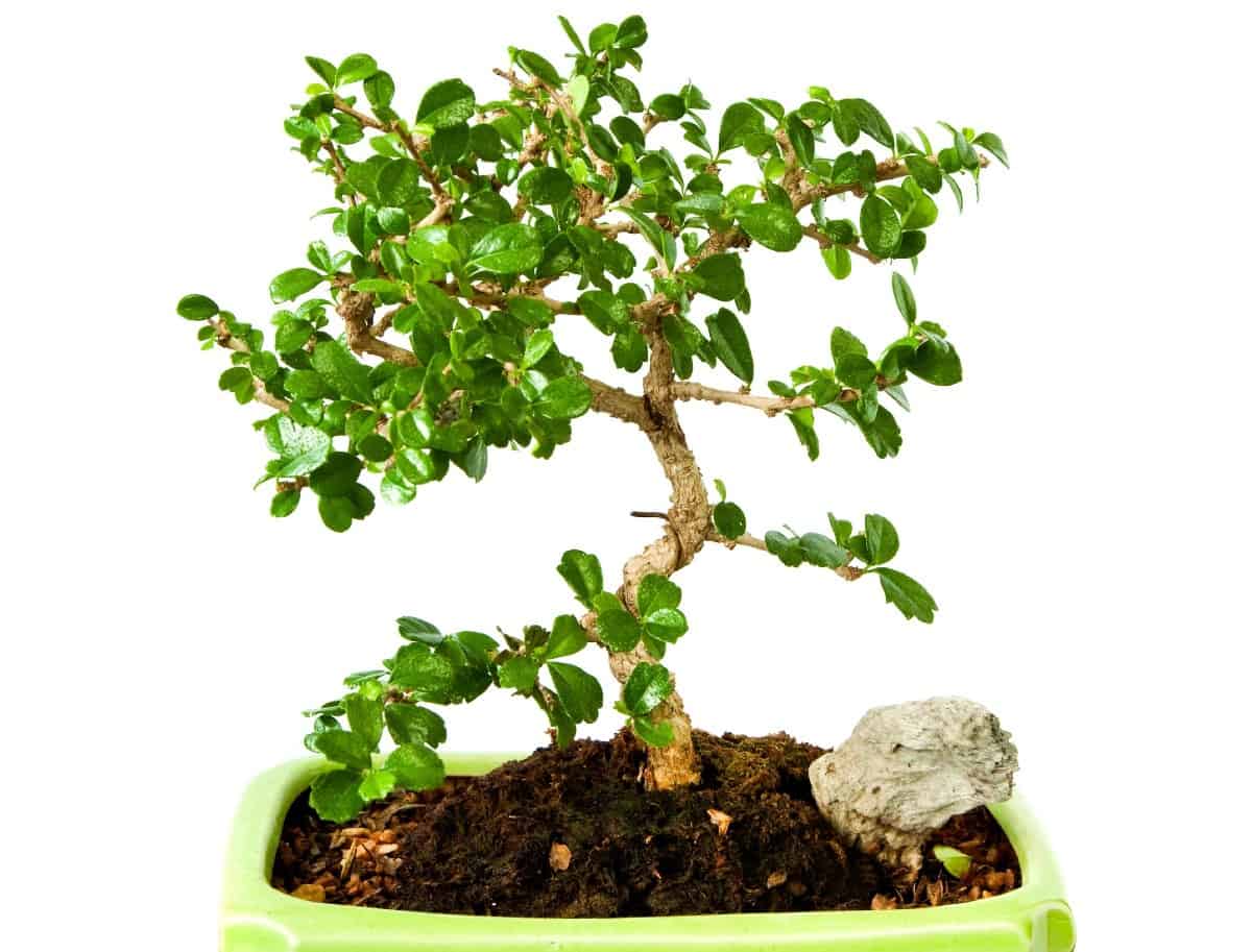 Fukien tea bonsai trees have unusual leaves.