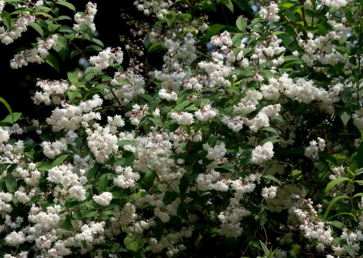 Fuzzy deutzia is an attractive specimen plant.