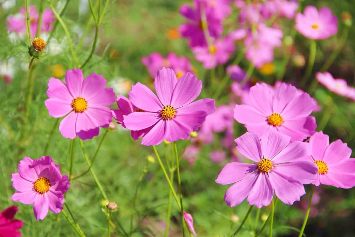 Garden cosmos blooms in summer and fall.