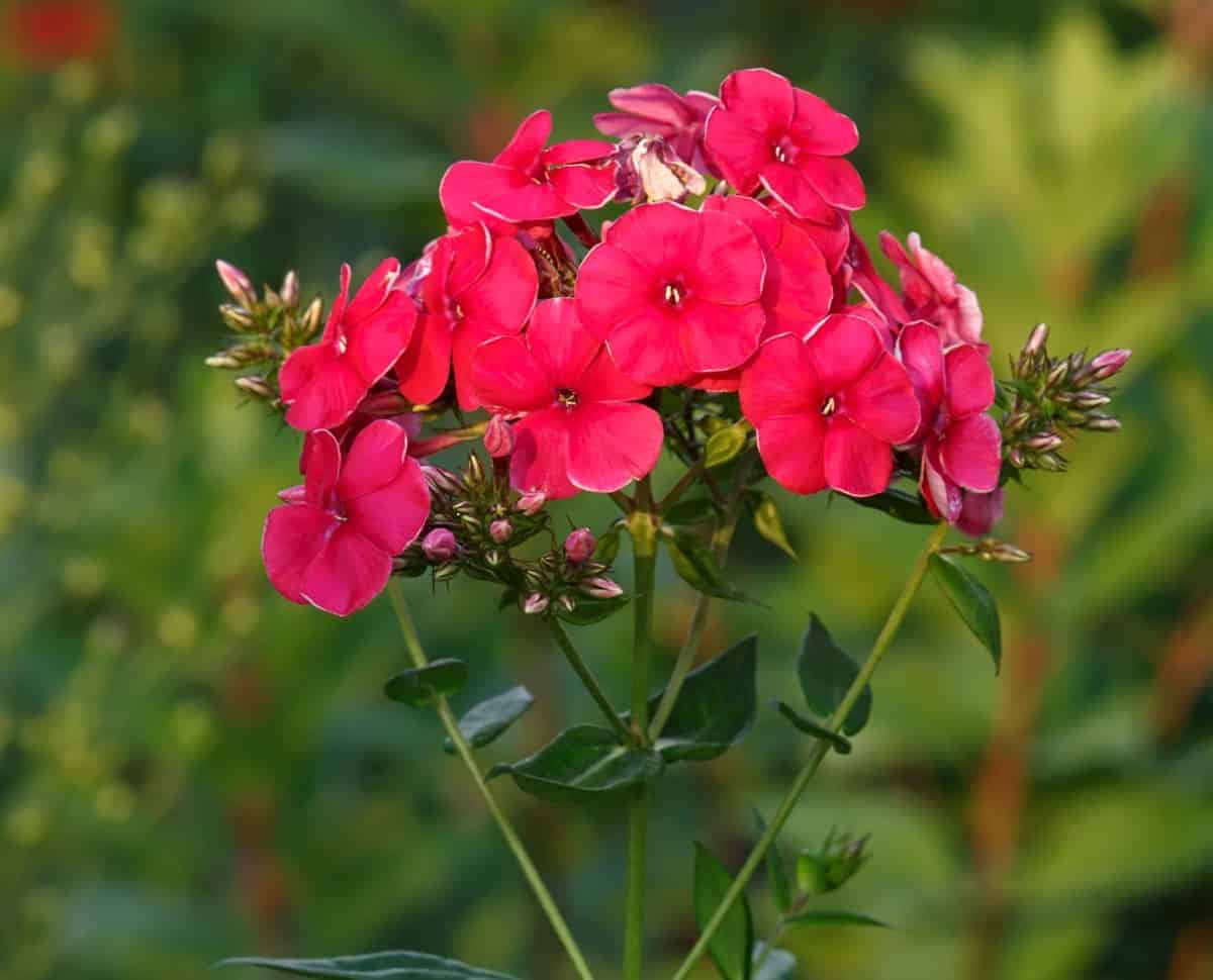 Garden phlox is a fragrant perennial.