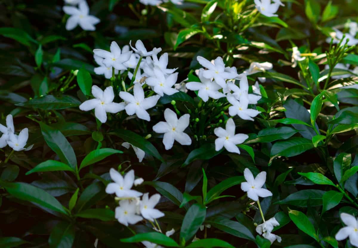 Gardenia shrubs have cream-colored flowers.