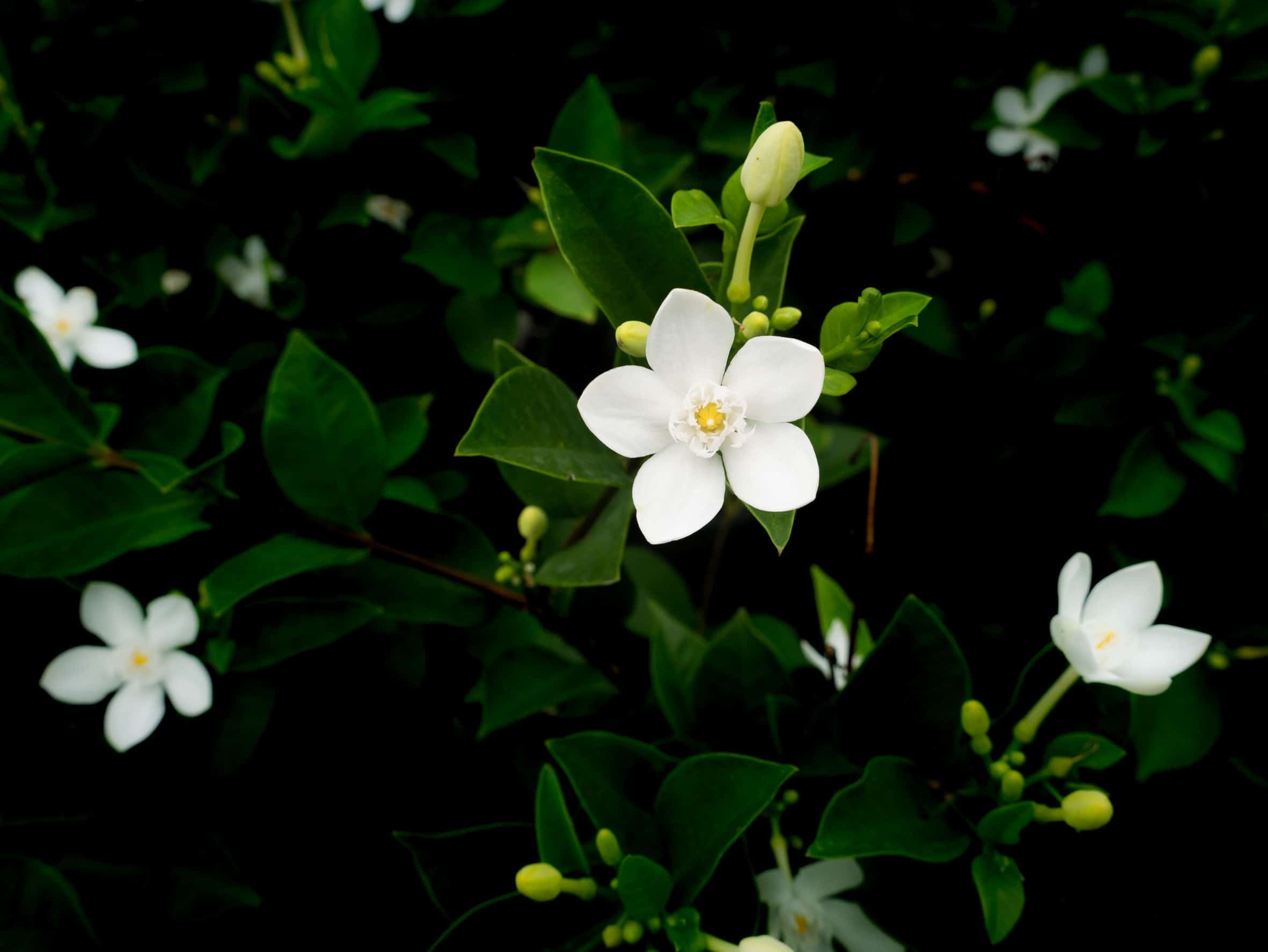 Gardenias are creamy white flowers.