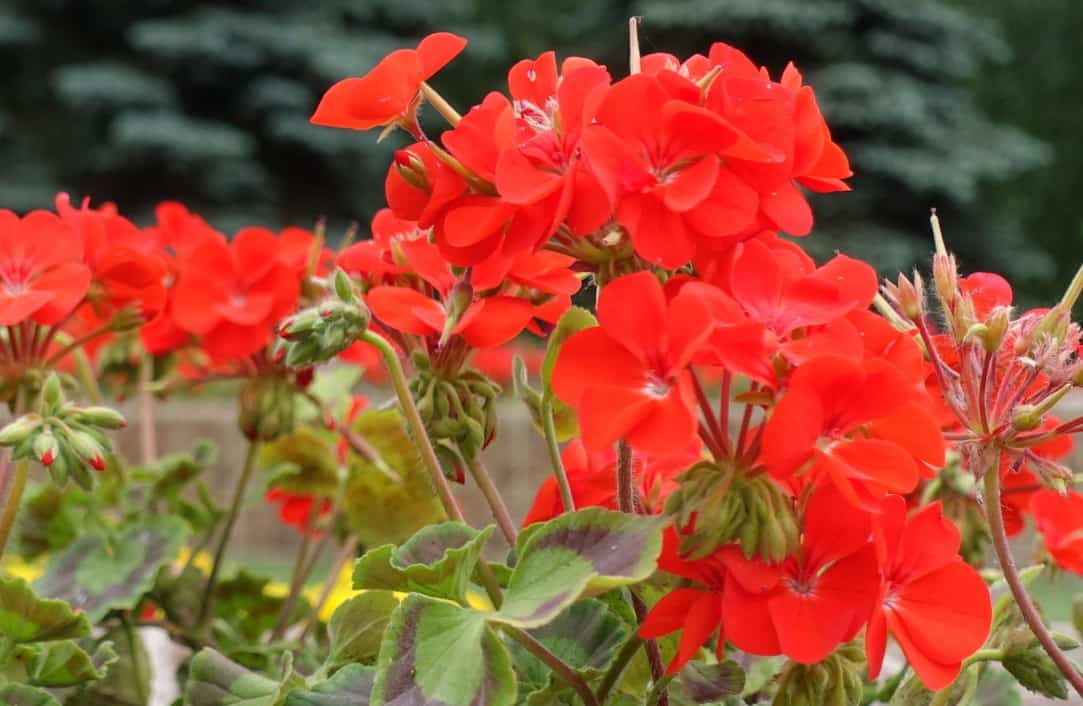 Geraniums come in annuals and perennials.