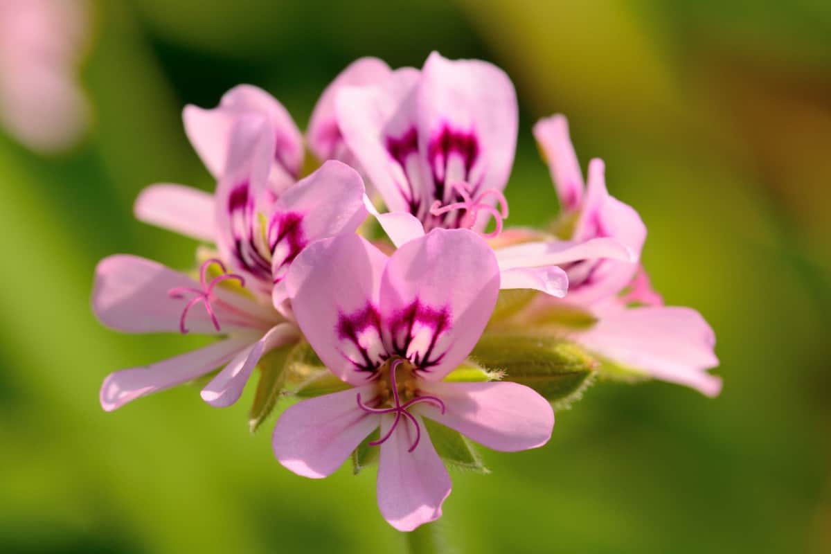 Geraniums are drought-tolerant and come in a variety of scents.