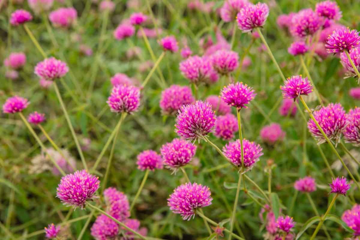 Globe amaranth is very low maintenance.