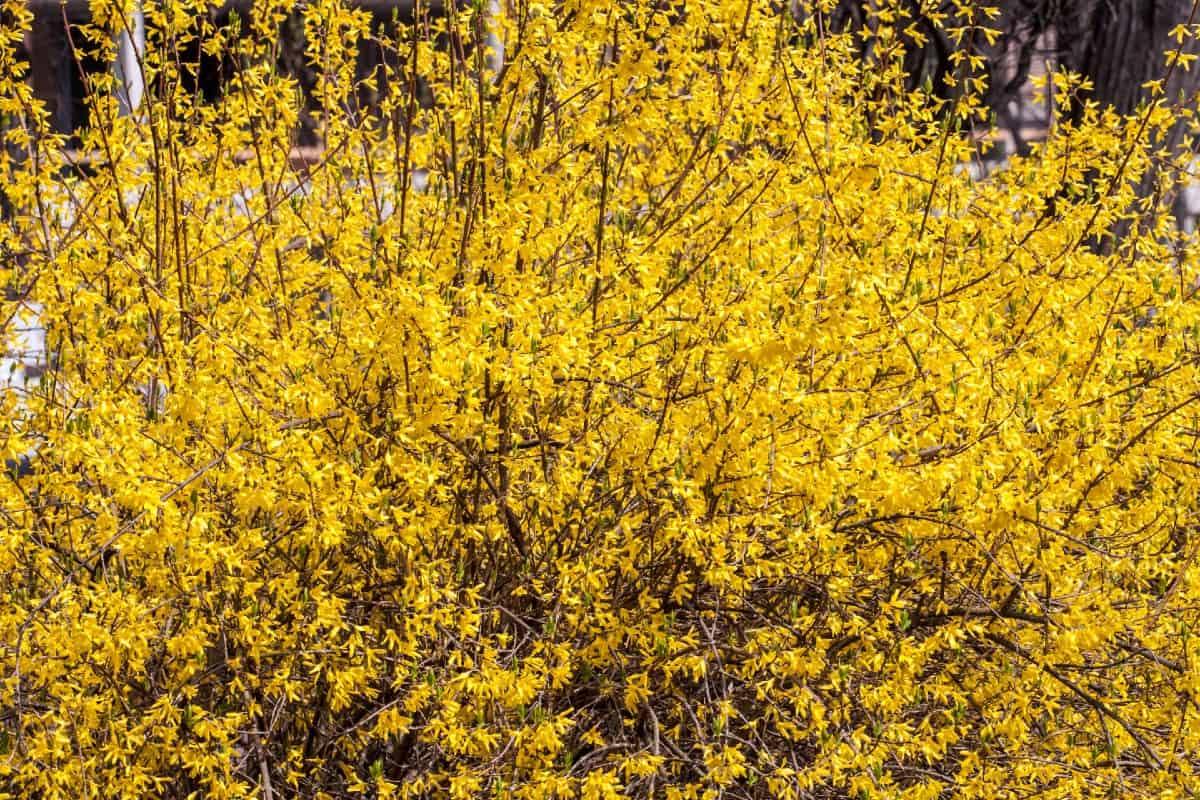 Golden bell forsythia is very easy to grow.