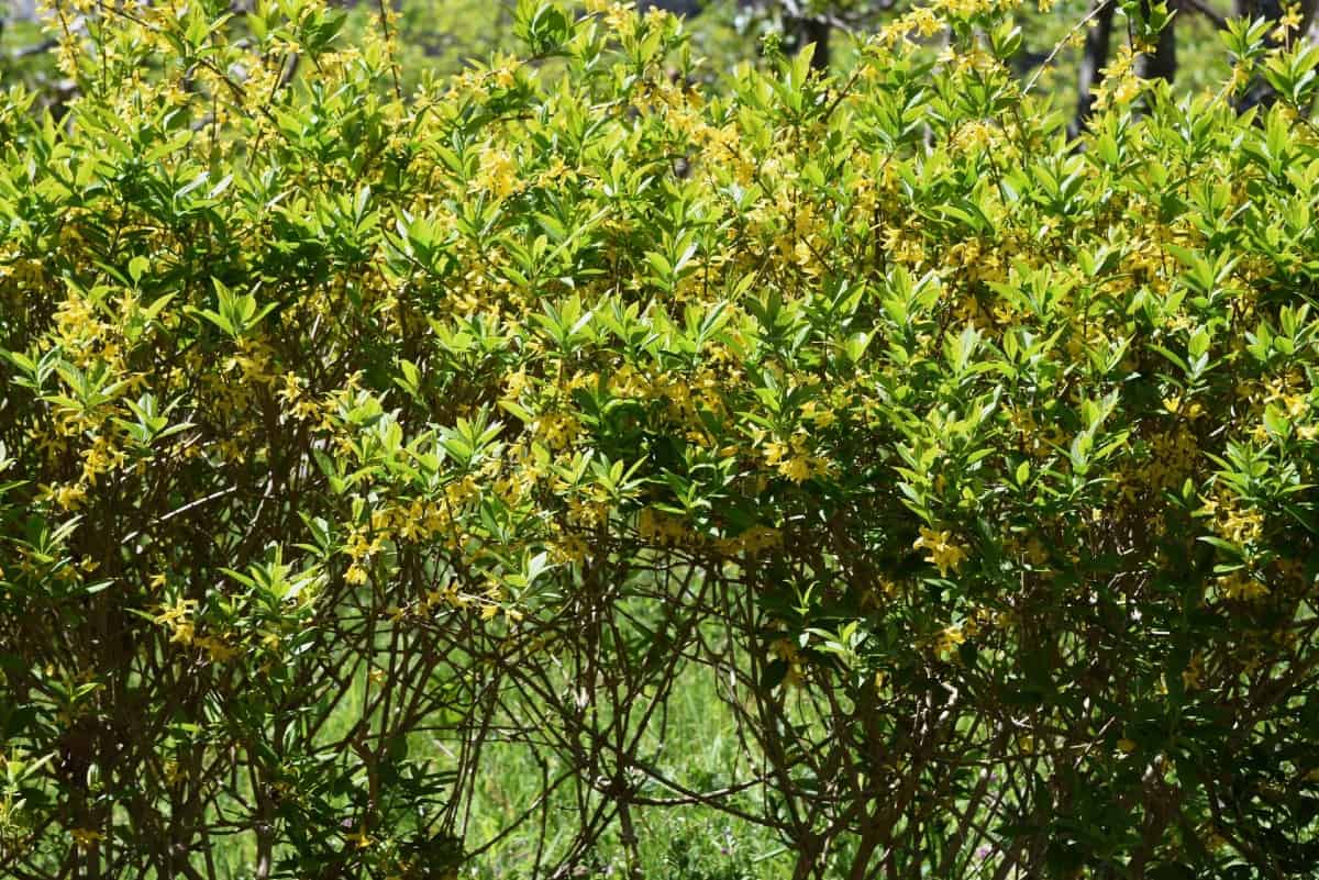 The golden bell forsythia is part of the olive family.