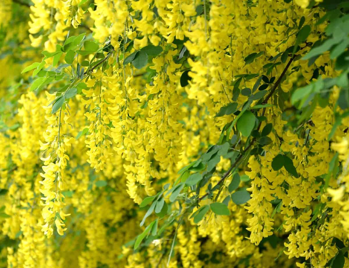 Golden chain trees depend a lot on the weather for flowering.
