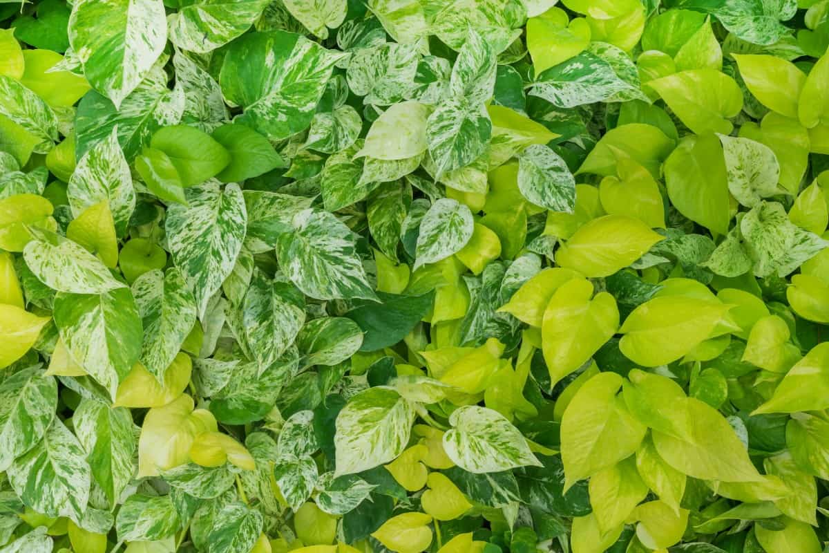 Golden pothos is an attractive, variegated plant that can liven any room.