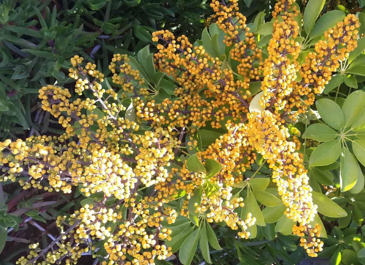 The golden rain tree has unusual yellow flowers.