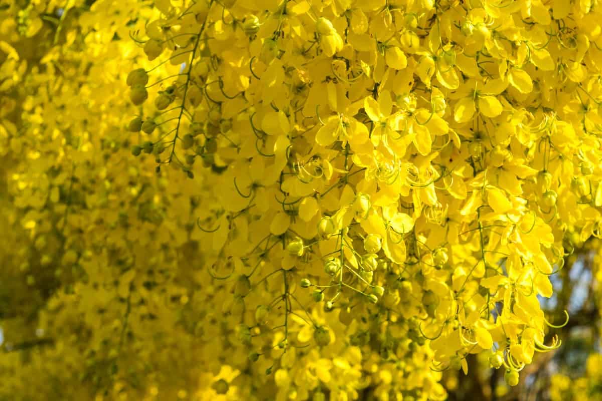 Golden shower trees prefer hot, tropical climates.