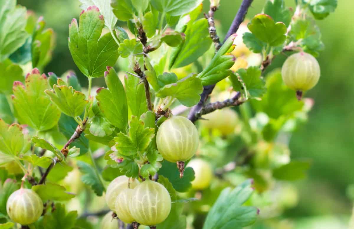 Gooseberry shrubs are thorny and self-pollinating.
