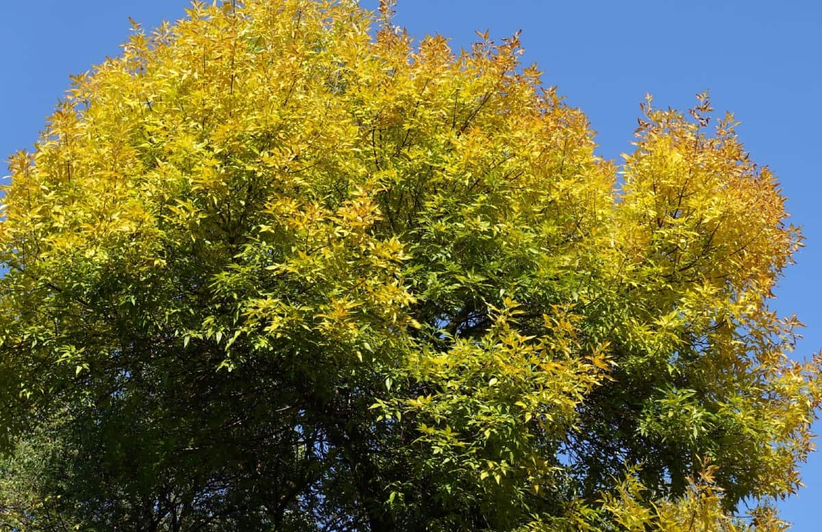 Green ash trees need sun and don't mind wet sites.