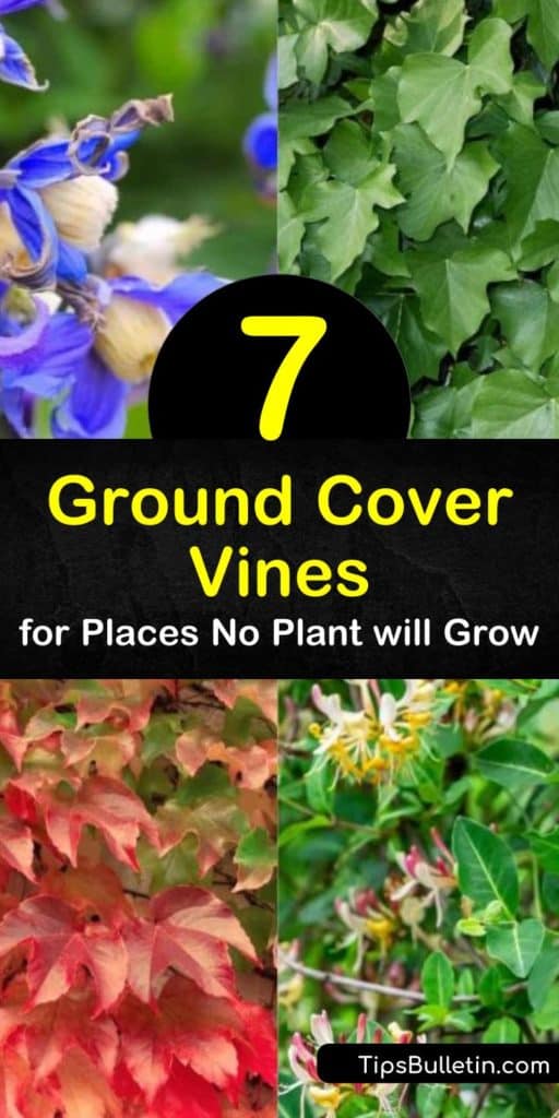 Try vines like clematis to fill in difficult areas in your garden. These low-maintenance ground cover plants—such as periwinkle, Virginia creeper, and variegated English ivy—grow easily even in partial shade. #vines #groundcovers #groundcovervines