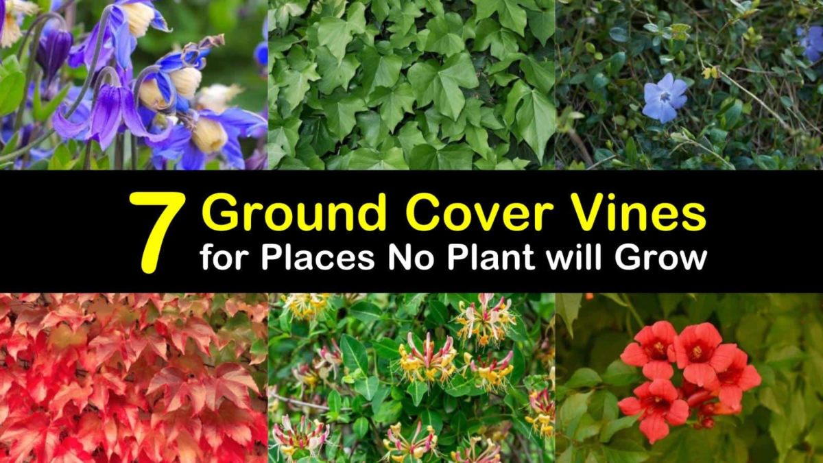 7 Ground Cover Vines for Places No Plant will Grow