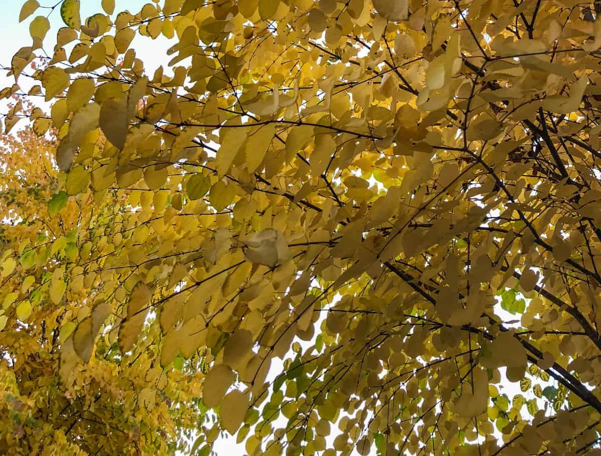 Hearts of gold redbud trees have yellow fall foliage.