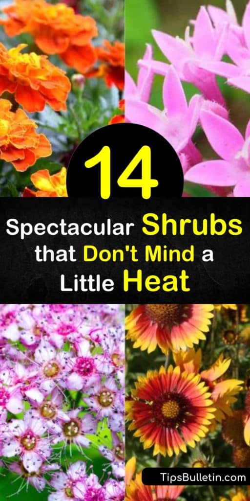 Try amazing heat tolerant shrubs that are resistant to drought, humidity, and dry soil. Need a plant that withstands the summer heat? Lantana and blanket flowers love to soak up the sun. Many of these heat tolerant shrubs thrive in USDA zone 9-11 and are low maintenance. #heat #tolerant #shrubs