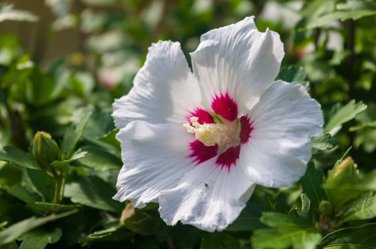 The hibiscus is a low maintenance shrub.