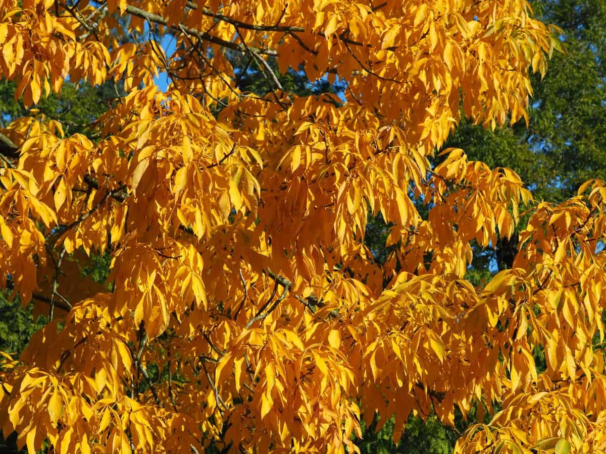 Hickory trees are members of the walnut family.