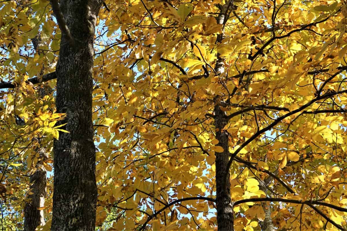 It takes 15 years for hickory trees to produce nuts.
