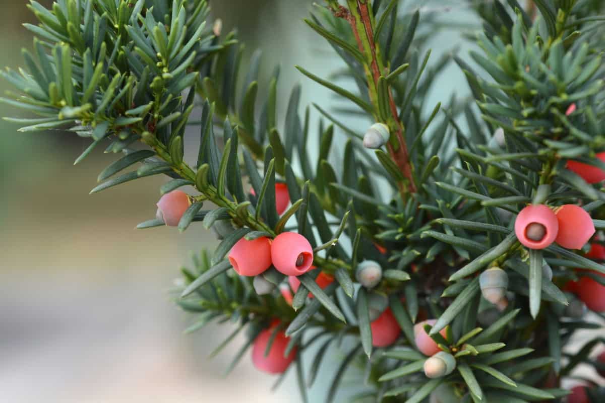 The Hicks yew makes an amazing privacy fence.