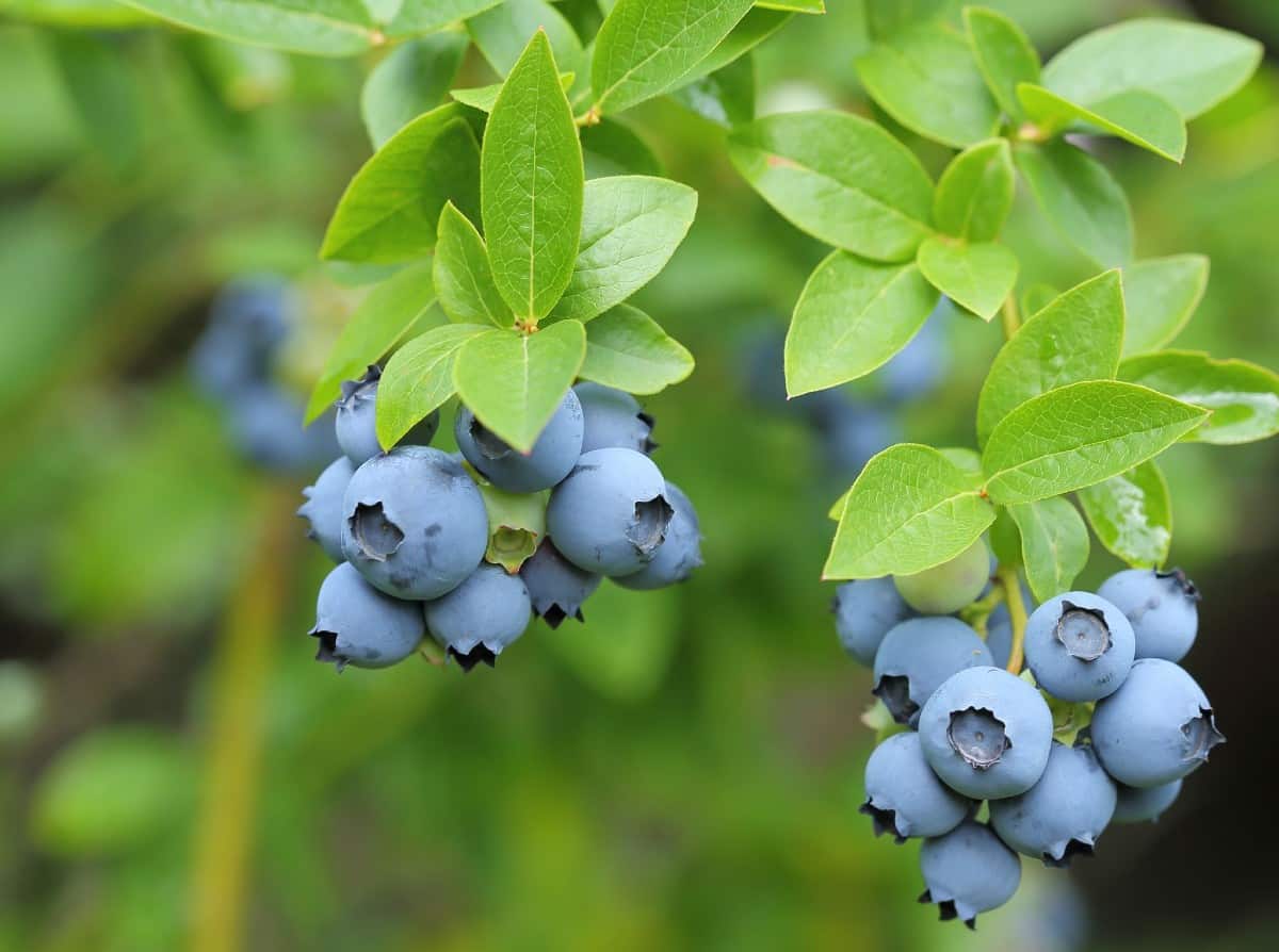 Highbush blueberries are self-pollinating shrubs.