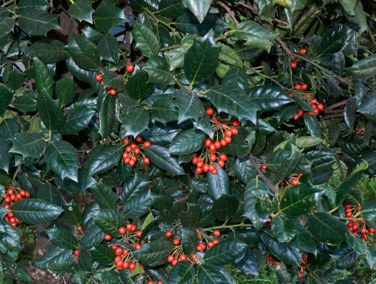 Holly bushes come in many different varieties.