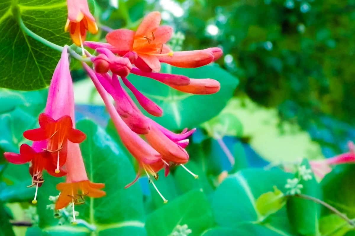 Honeysuckle is a sweet-smelling vine that can grow to 80 feet long.