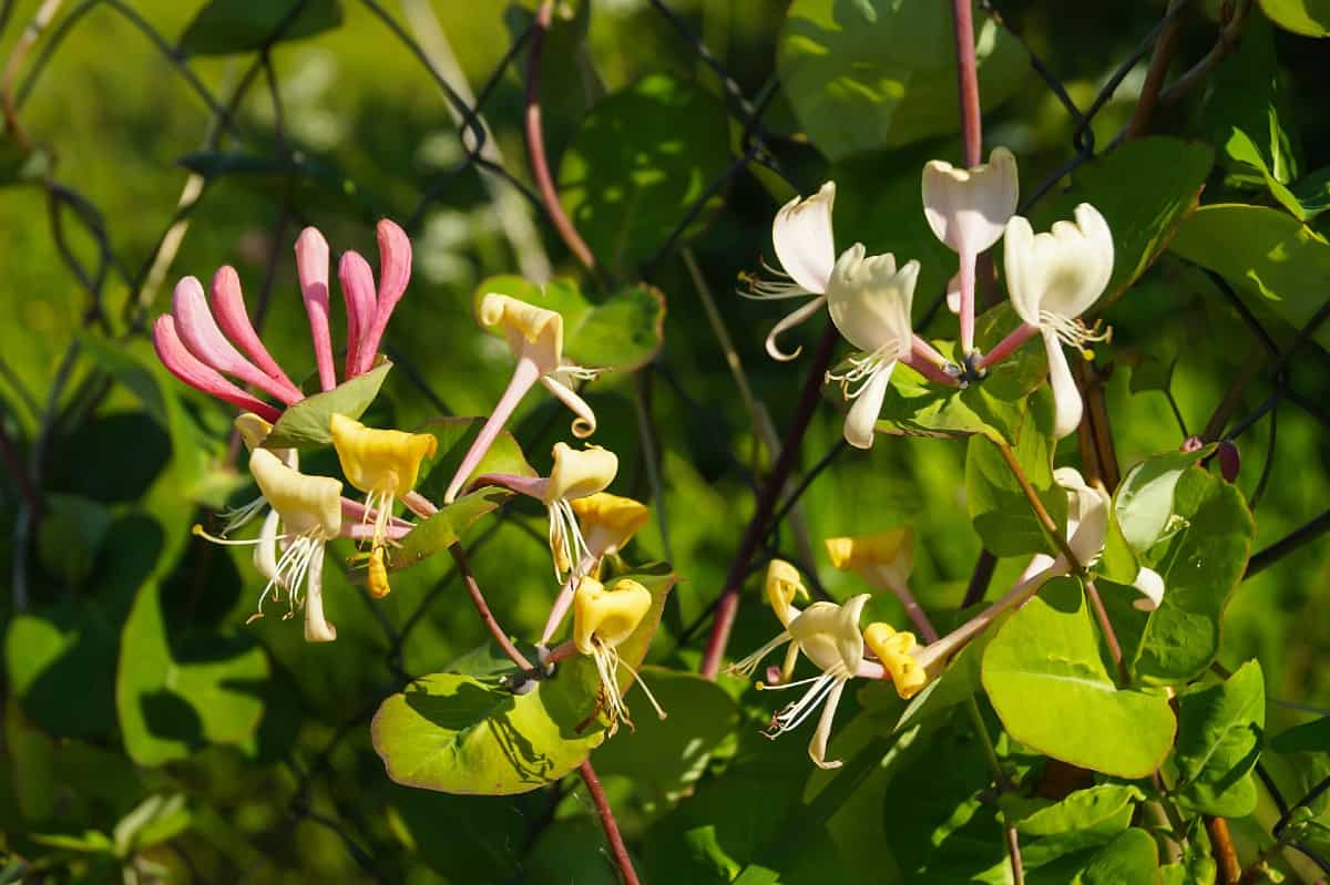 Honeysuckle is a fast growing vine that hummingbirds love.
