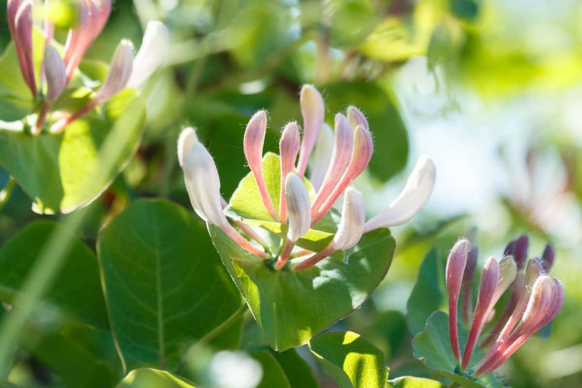 Honeysuckle vines are evergreens that smell like sweet peas.