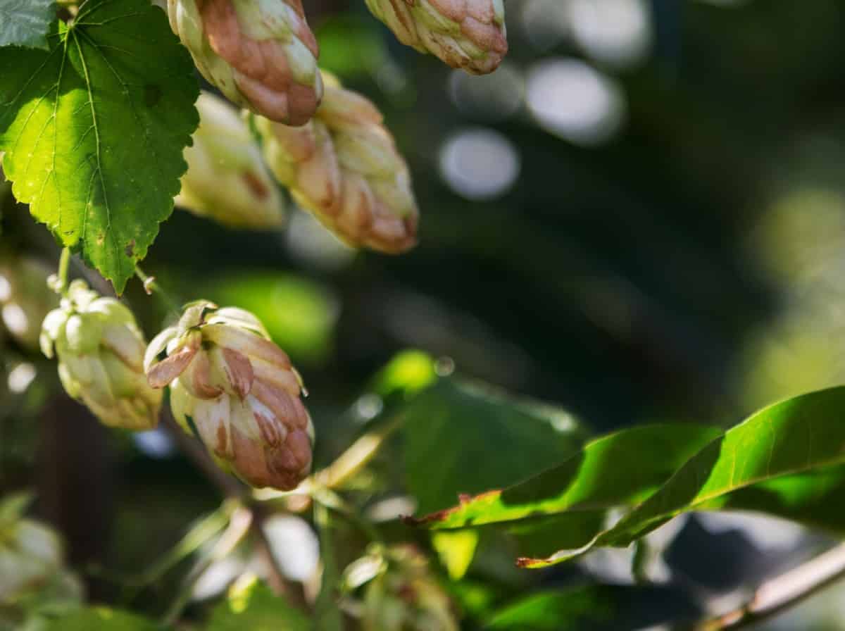 Female hop vine plants produce the cones needed to make beer.