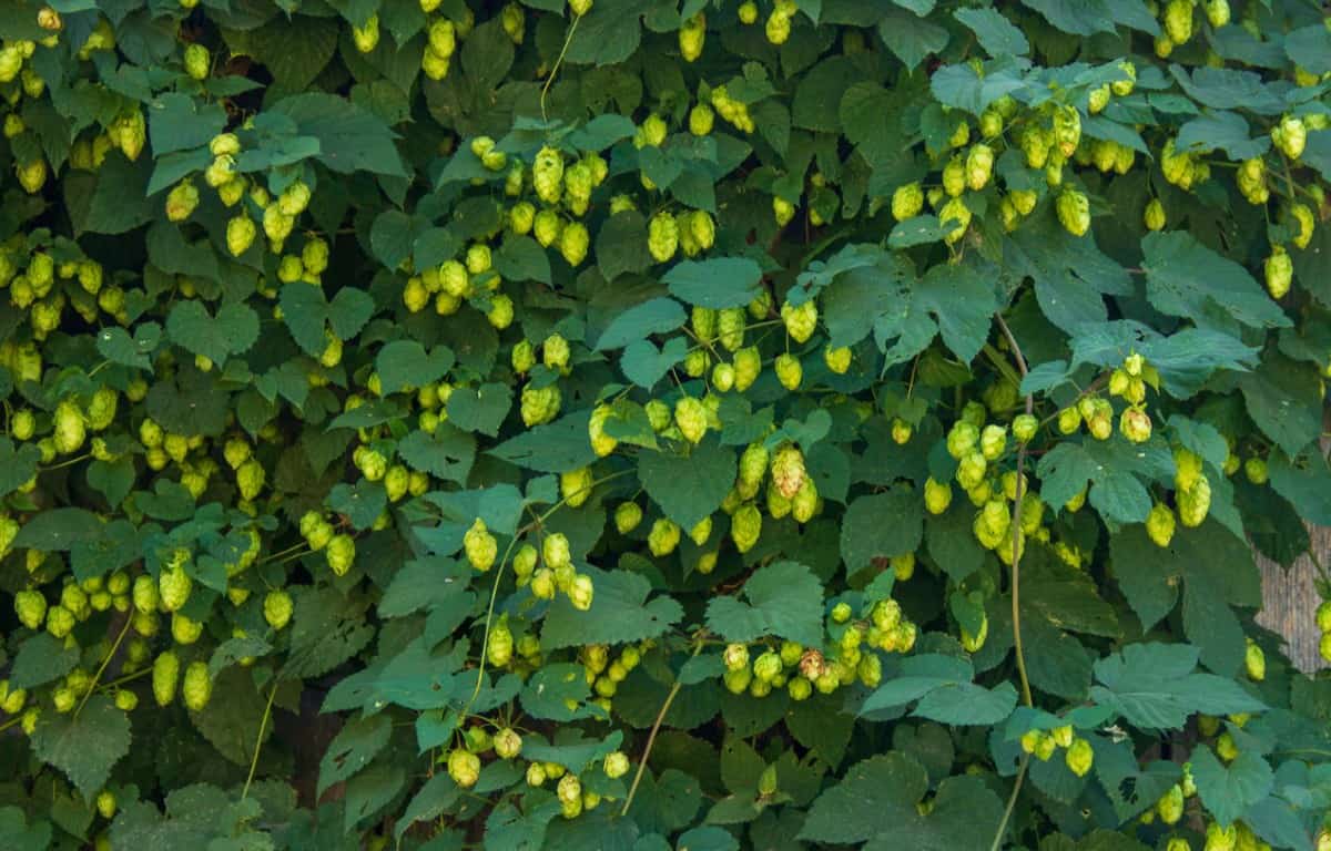 Prune hops vines to the ground in early spring.